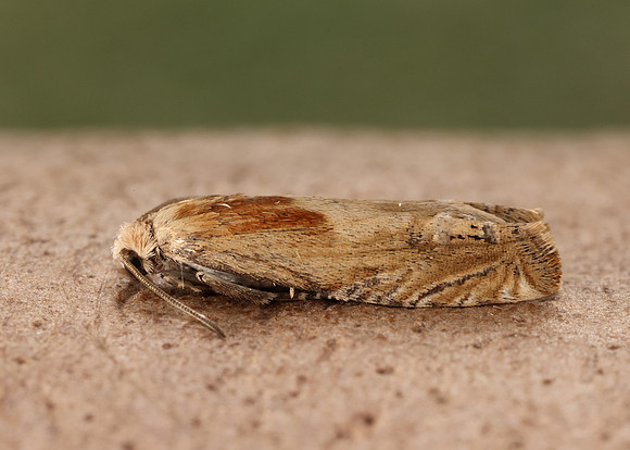 49.265 BF1201 Eucosma cana