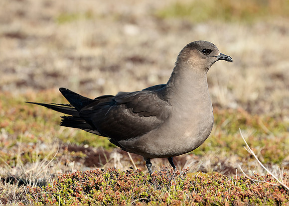 Arctic Skua Stercorarius parasiticus