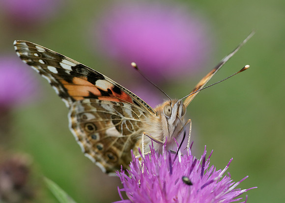 Painted Lady Vanessa cardui