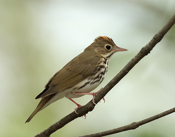 Ovenbird Seiurus aurocapilla