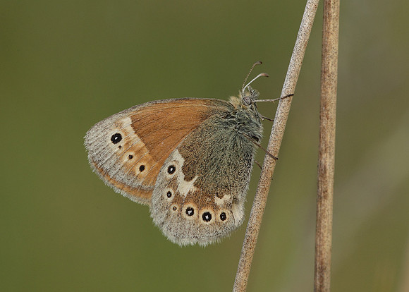 Large Heath Coenonympha tullia