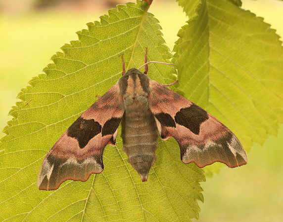 69.001 BF1979 Lime Hawk-moth Mimas tiliae