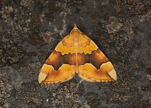 70.085 BF1765 Barred Yellow Cidaria fulvata