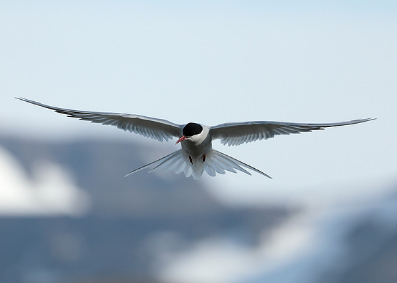 Arctic Tern Sterna paradisaea