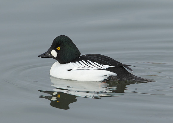 Goldeneye Bucephala clangula