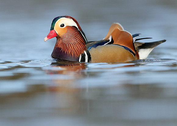Mandarin Aix galericulata