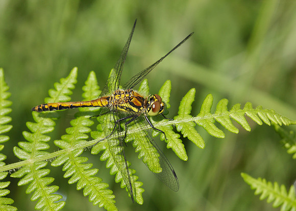 Black Darter Sympetrum danae