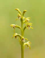Coralroot Orchid Corallorhiza trifida