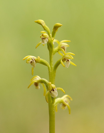 Coralroot Orchid Corallorhiza trifida