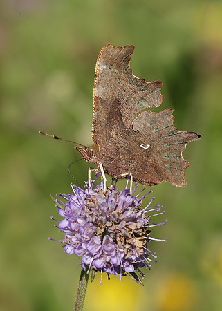 Comma Polygonia c-album