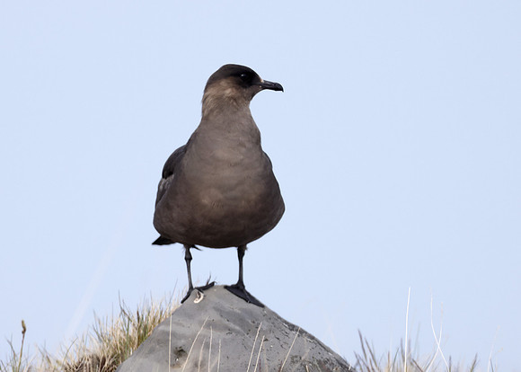 Arctic Skua Stercorarius parasiticus