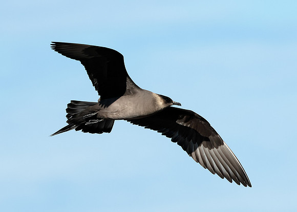 Arctic Skua Stercorarius parasiticus