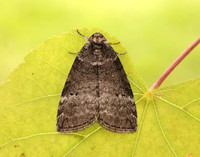 65.013 BF1657 Common Lutestring Ochropacha duplaris