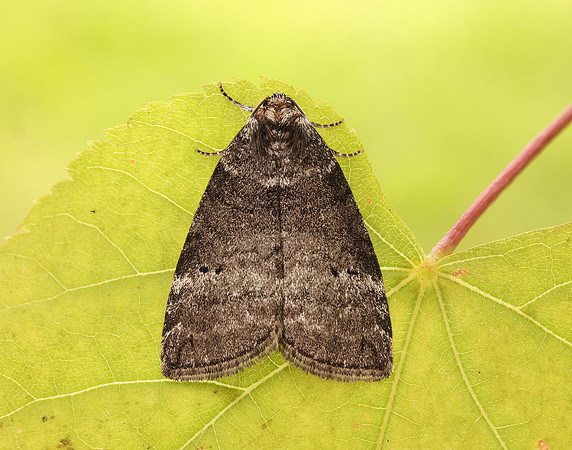65.013 BF1657 Common Lutestring Ochropacha duplaris