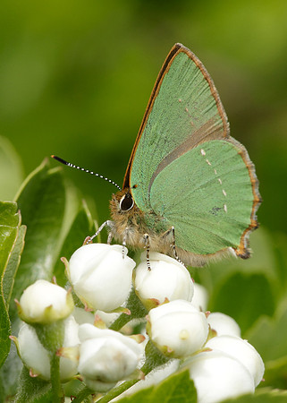 Green Hairstreak Callophrys rubi