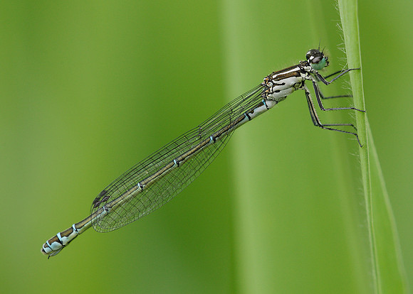 Azure Damselfly Coenagrion puella