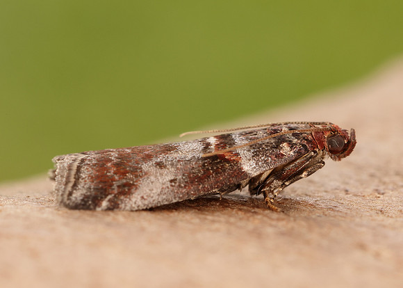 62.035 BF1439 Acrobasis advenella