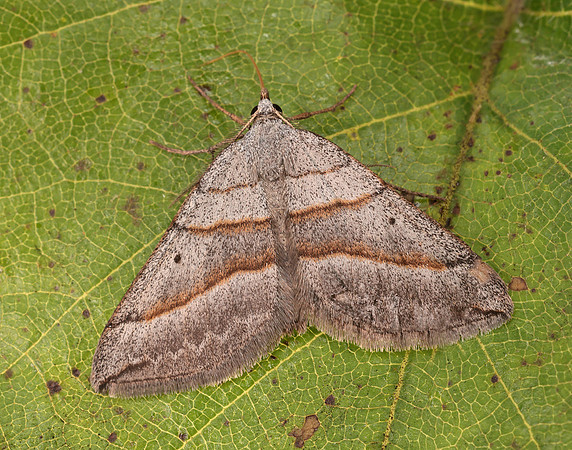70.041 BF1734 July Belle Scotopteryx luridata