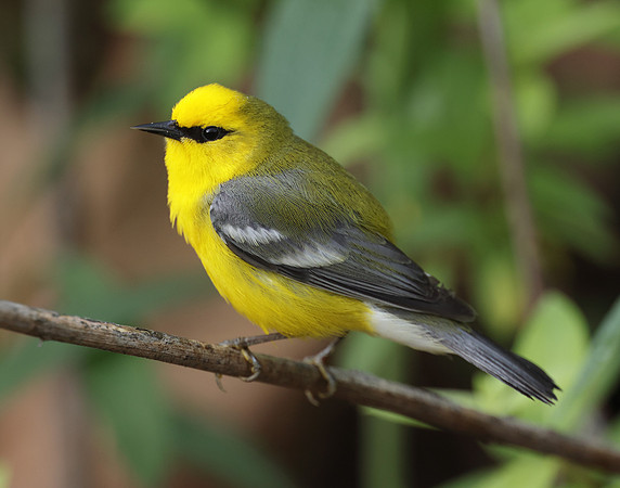 Blue-winged Warbler Vermivora cyanoptera