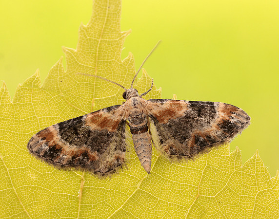 70.150 BF1816 Toadflax Pug Eupithecia linariata