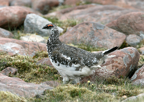 Ptarmigan Lagopus mutus