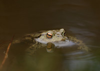 Common Toad Bufo bufo