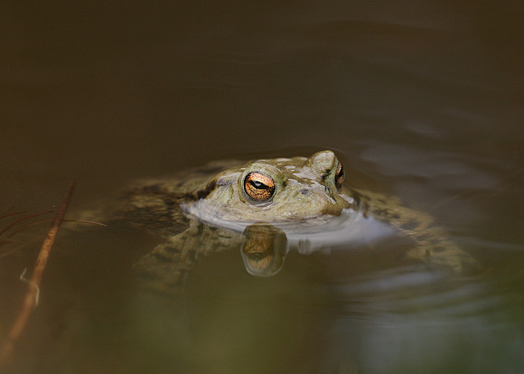 Common Toad Bufo bufo