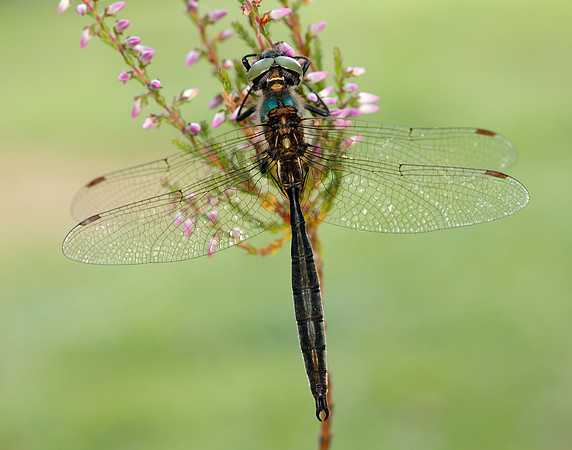 Northern Emerald Somatochlora arctica