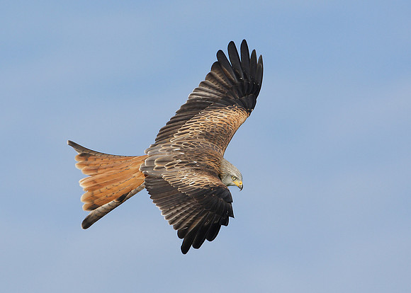 Red Kite Milvus milvus