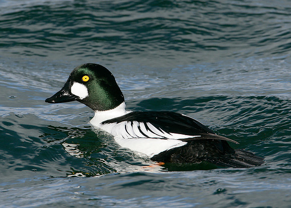 Goldeneye Bucephala clangula