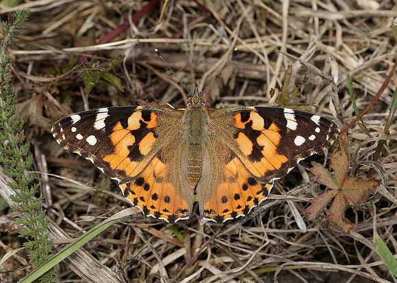 Painted Lady Vanessa cardui