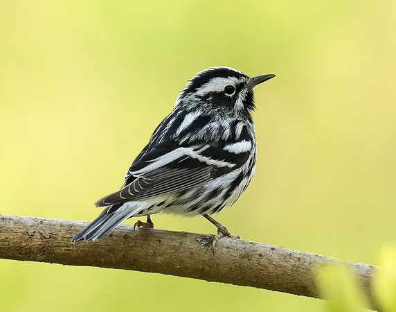 Black & White Warbler Mniotilta varia