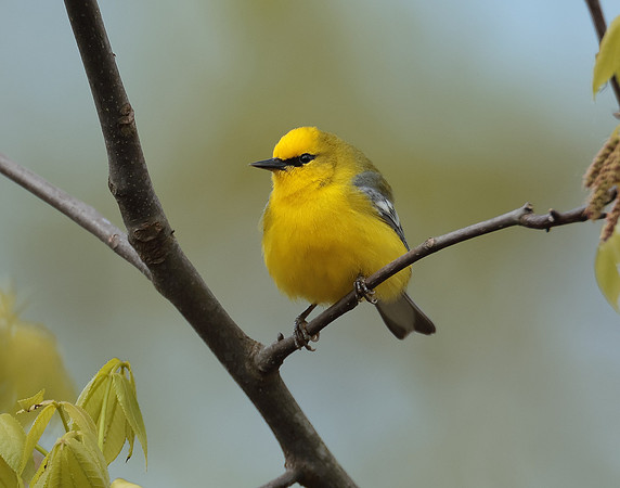 Blue-winged Warbler Vermivora cyanoptera