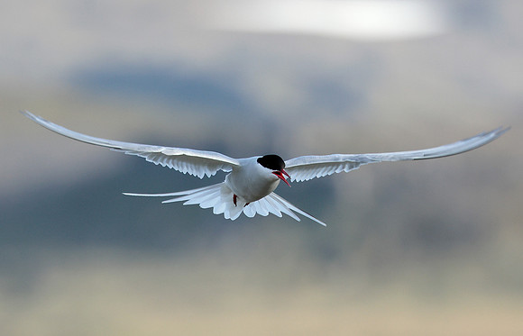 Arctic Tern Sterna paradisaea