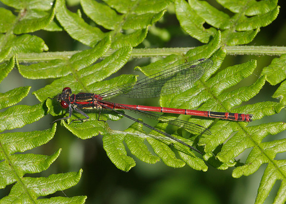 Large Red Damselfly Pyrrhosoma nymphula