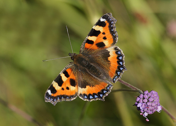 Small Tortoiseshell Aglais urticae