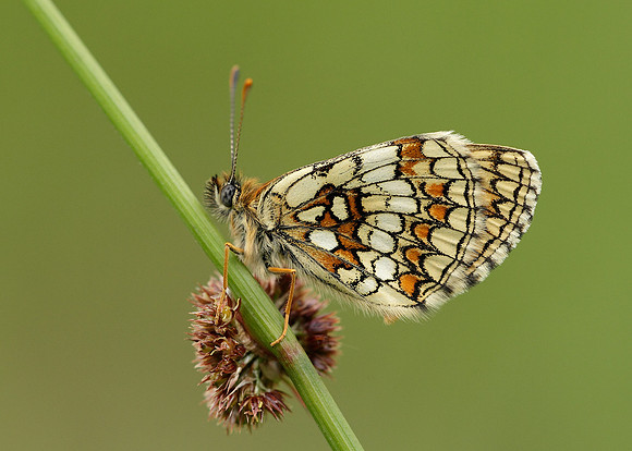 Heath Fritillary Melitaea athalia