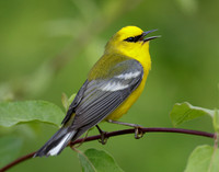 Blue-winged Warbler Vermivora cyanoptera