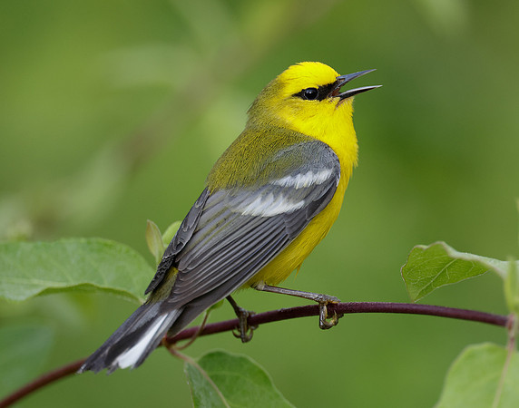Blue-winged Warbler Vermivora cyanoptera
