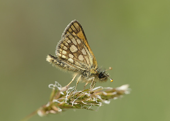 Chequered Skipper Carterocephalus palaemon