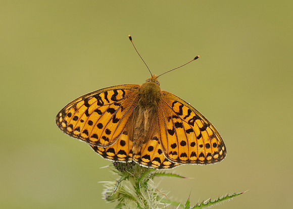 Dark Green Fritillary Argynnis aglaja