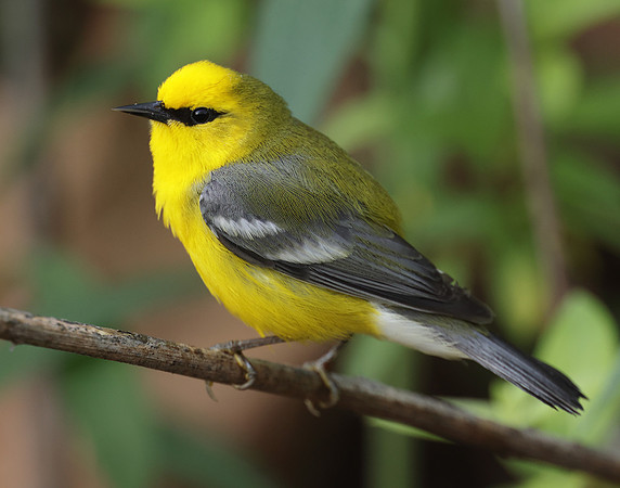 Blue-winged Warbler Vermivora cyanoptera