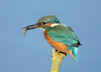Kingfisher Alcedo atthis
