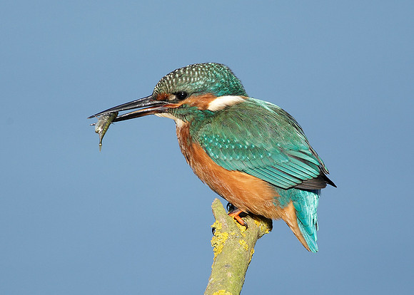 Kingfisher Alcedo atthis