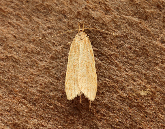 35.031 BF868 Helcystogramma rufescens