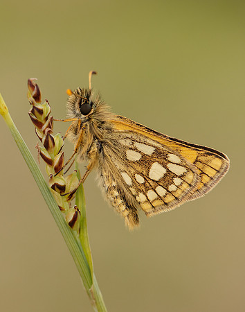 Chequered Skipper Carterocephalus palaemon