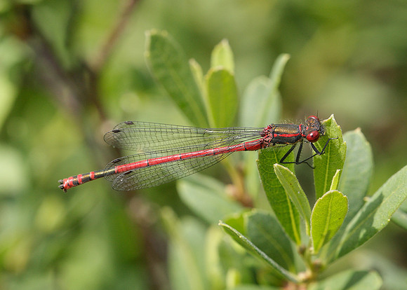 Large Red Damselfly Pyrrhosoma nymphula