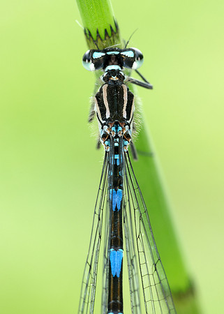 Variable Damselfly Coenagrion pulchellum
