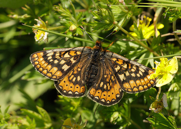 Marsh Fritillary Euphydryas aurinia