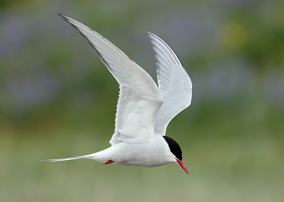 Arctic Tern Sterna paradisaea